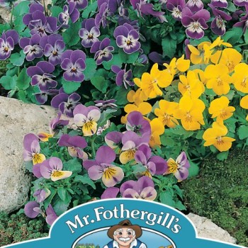 VIOLA Comedy Mixed F2