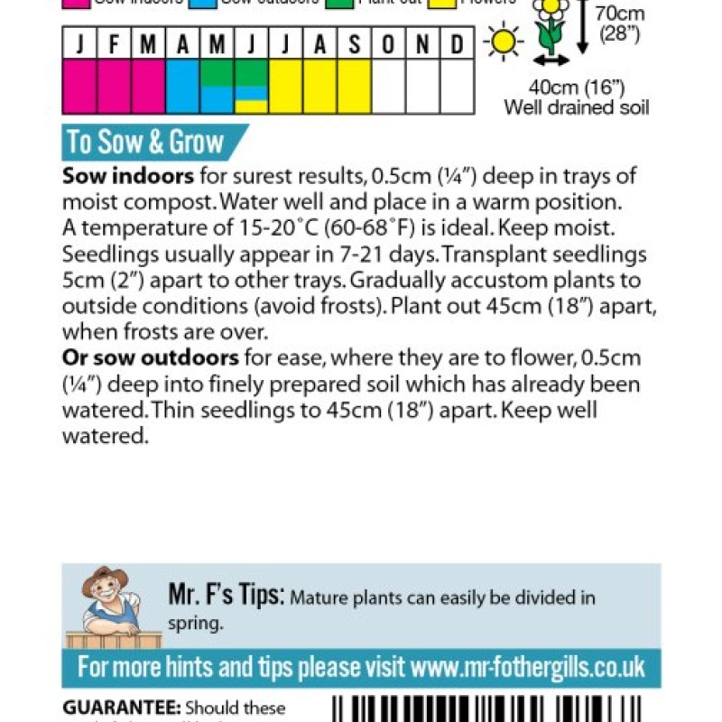 ACHILLEA Summer Berries