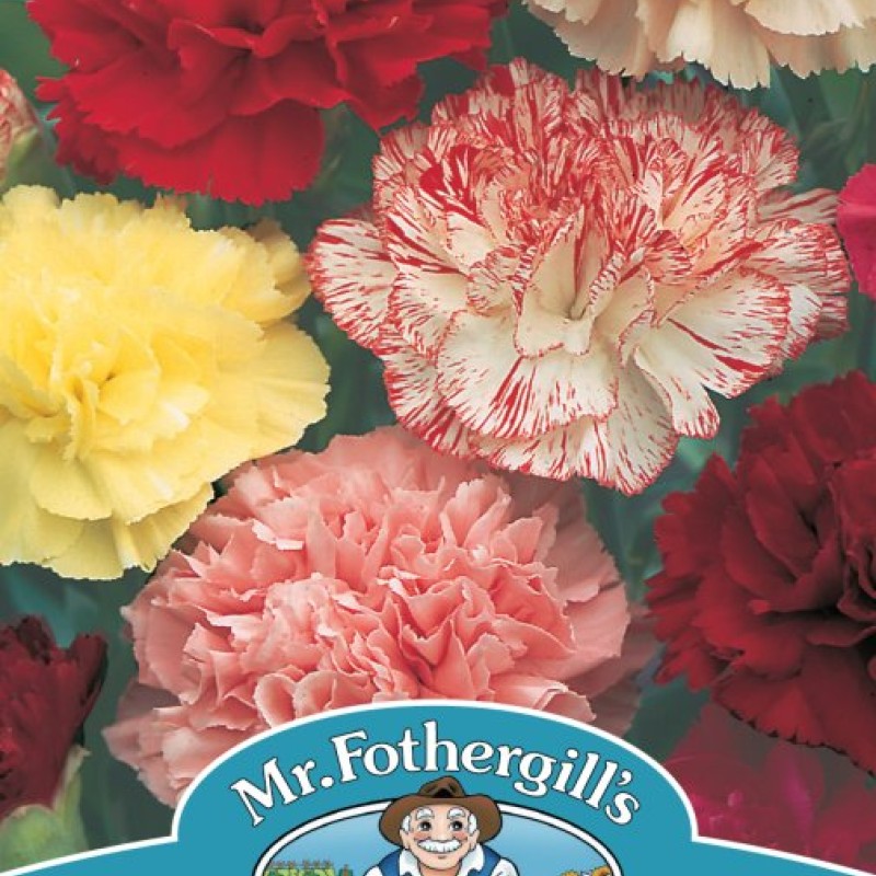 CARNATION Choice Double Mixed