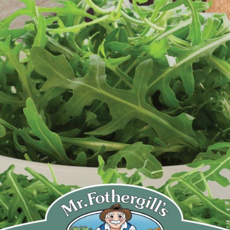 ROCKET Buzz (All year round)