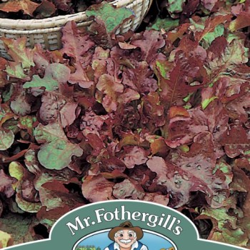 LETTUCE Salad Bowl Red