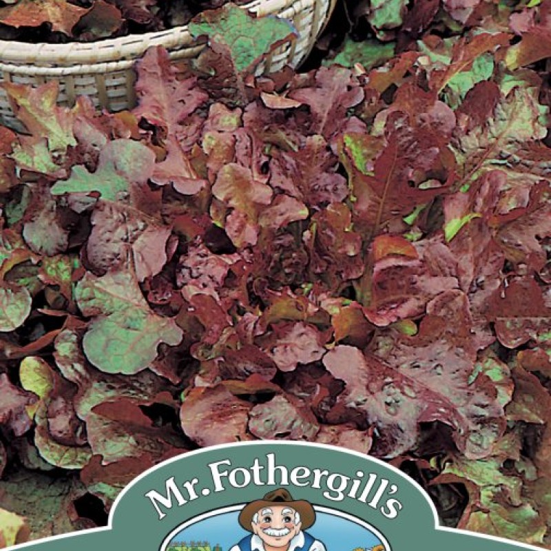 LETTUCE Salad Bowl Red