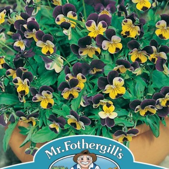 VIOLA Johnny Jump Up