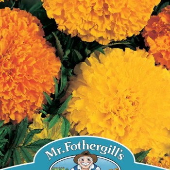 MARIGOLD (African) Crackerjack Mixed
