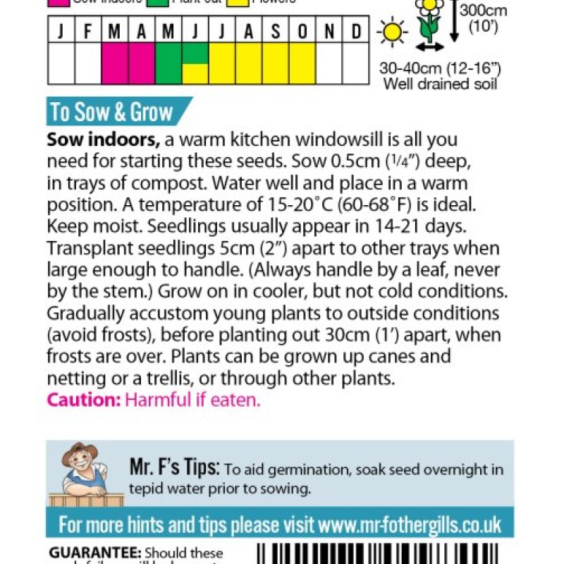 MORNING GLORY Heavenly Blue