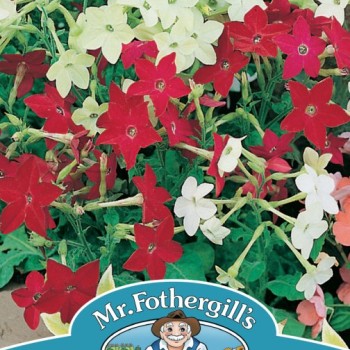 TC : SILVER STUD EARRINGS CLEAR STONE 9MM