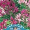 CLEOME Colour Fountain