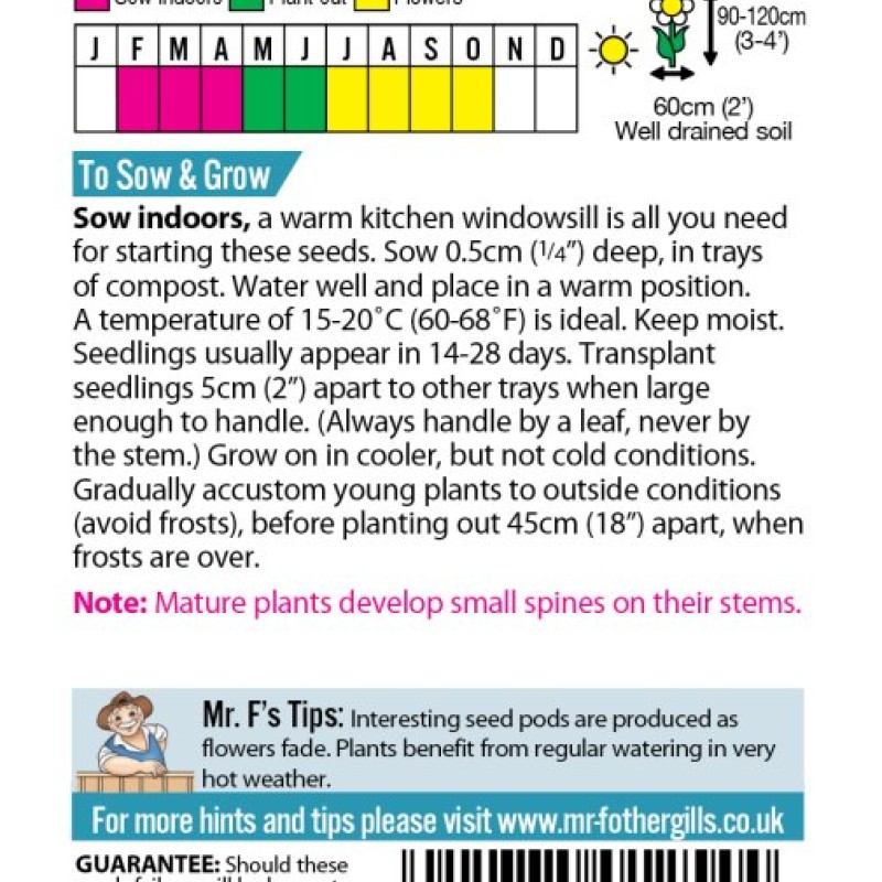 CLEOME Colour Fountain