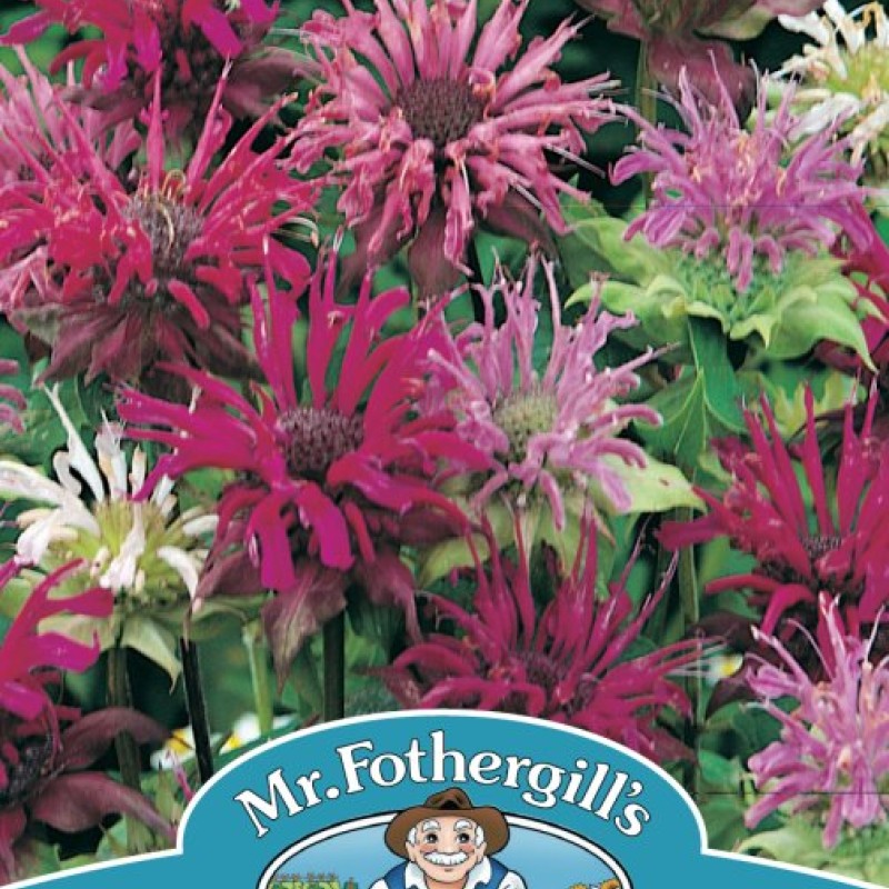 BERGAMOT Panorama Mixed