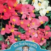 BEGONIA Summer Rainbow F2