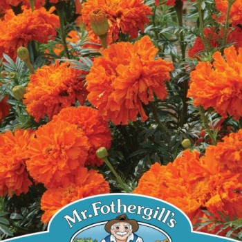 MARIGOLD (African) Kees' Orange
