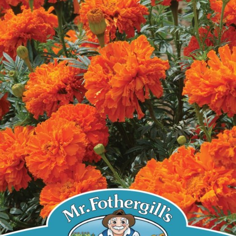 MARIGOLD (African) Kees' Orange