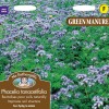 GREEN MANURE Phacelia tanacetifolia