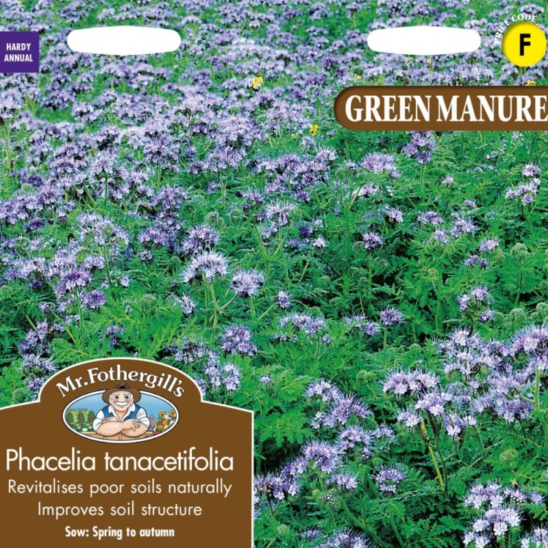GREEN MANURE Phacelia tanacetifolia