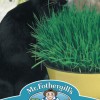 CAT GRASS Avena sativa
