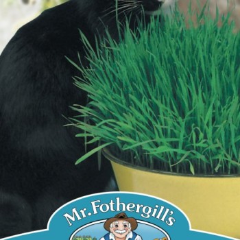 CAT GRASS Avena sativa