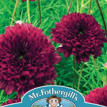 COSMOS Double Click Cranberries