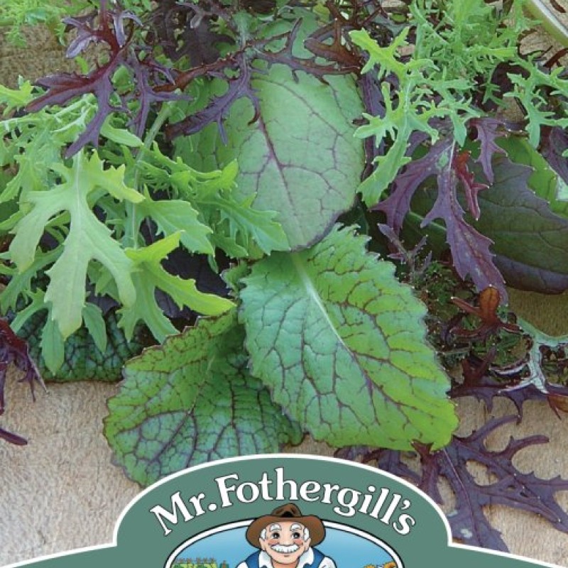 MUSTARD Colour & Bite