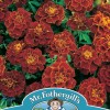 MARIGOLD (French) Red Cherry
