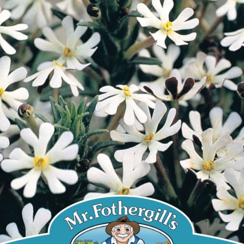 NIGHT PHLOX Midnight Candy