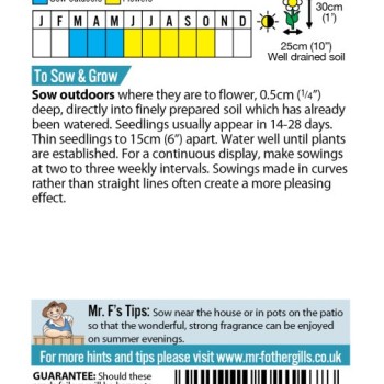 NIGHT PHLOX Midnight Candy