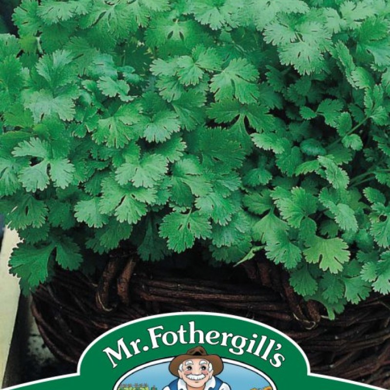 CORIANDER Cilantro (for leaf)