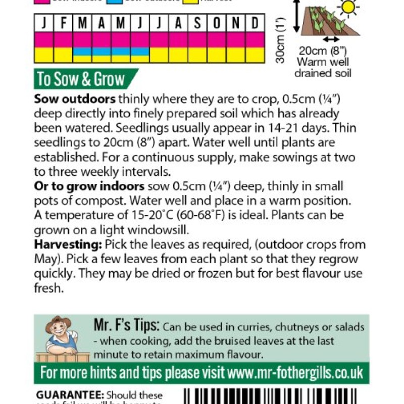 CORIANDER Cilantro (for leaf)