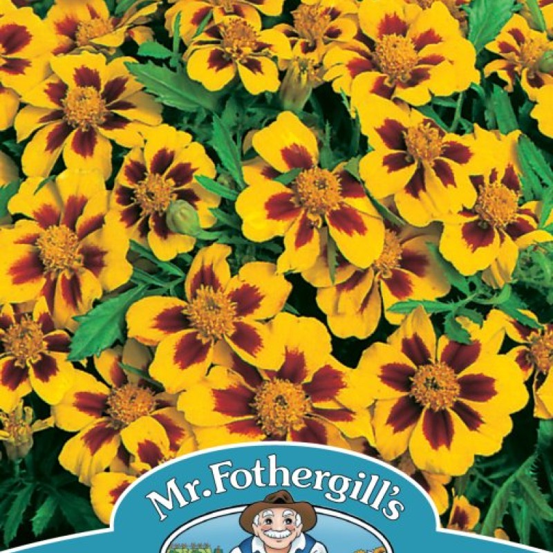 MARIGOLD (French) Naughty Marietta