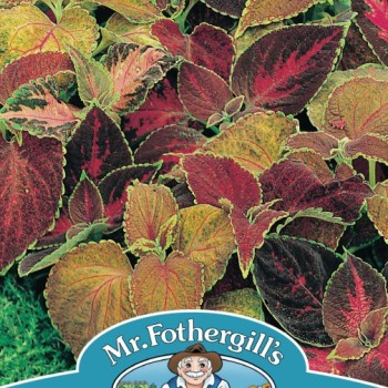 COLEUS Flame Dancers