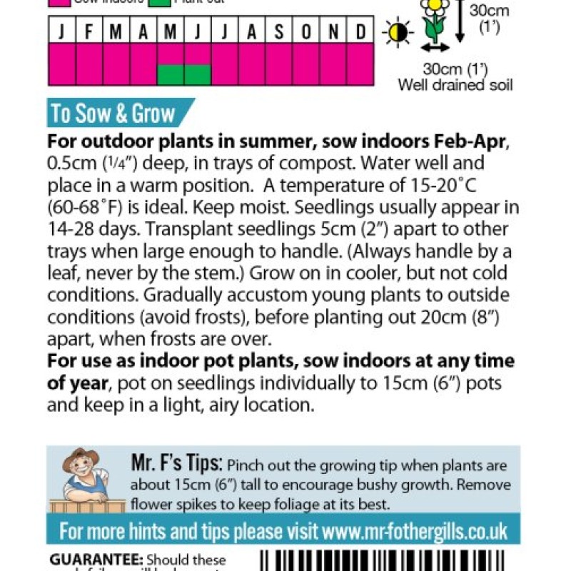 COLEUS Flame Dancers