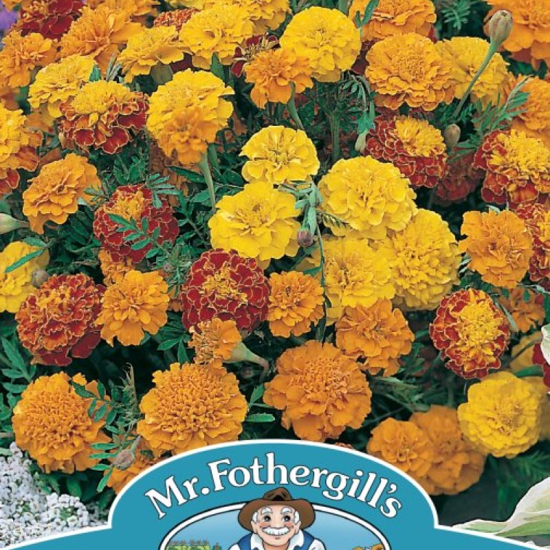 MARIGOLD (French) Boy-O-Boy Mixed