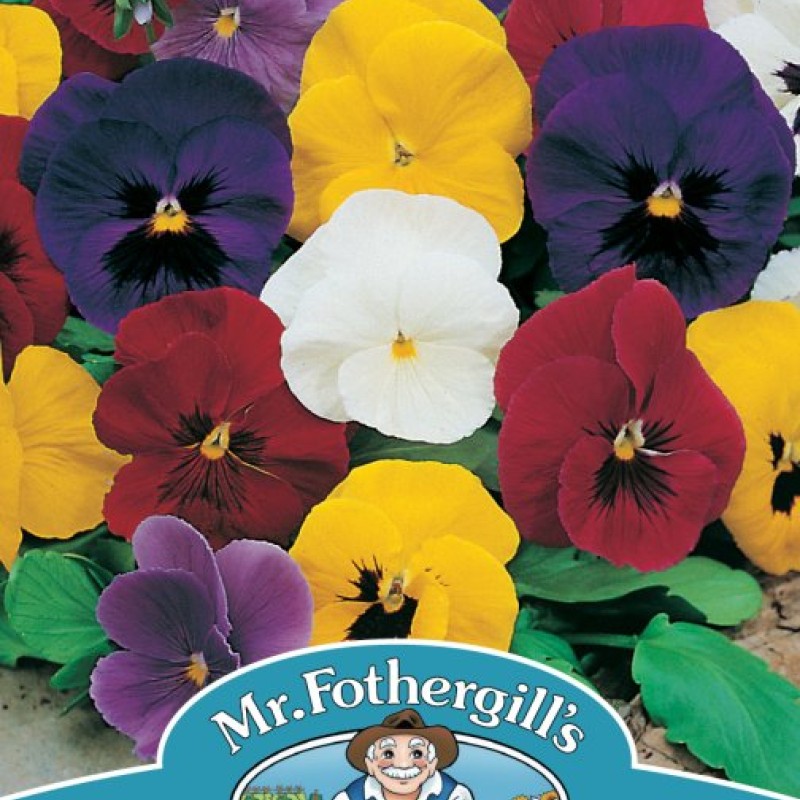 PANSY Mr F's Early Mixed F1
