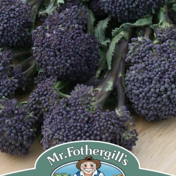 BROCCOLI (Sprouting) Summer Purple