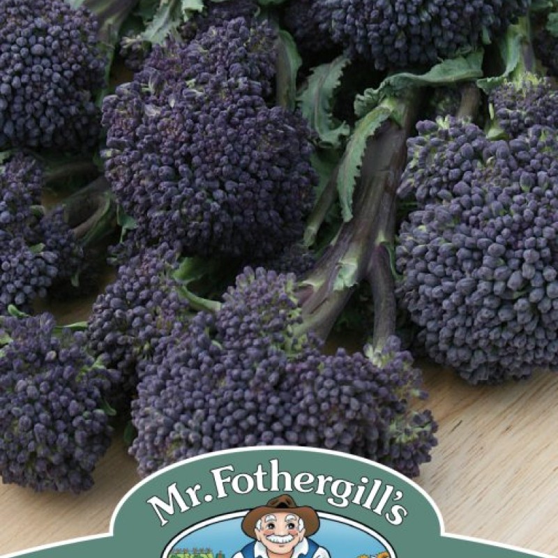 BROCCOLI (Sprouting) Summer Purple