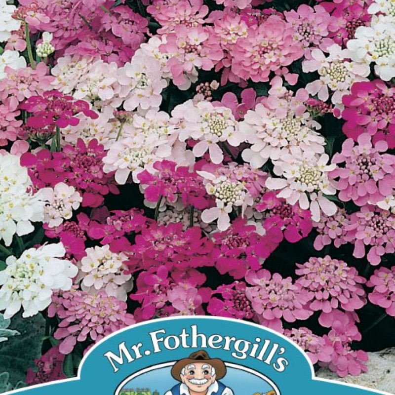 CANDYTUFT Fairy Mixed