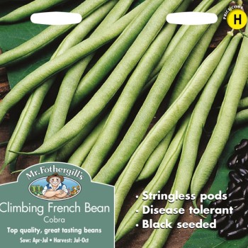 CLIMBING FRENCH BEAN Cobra