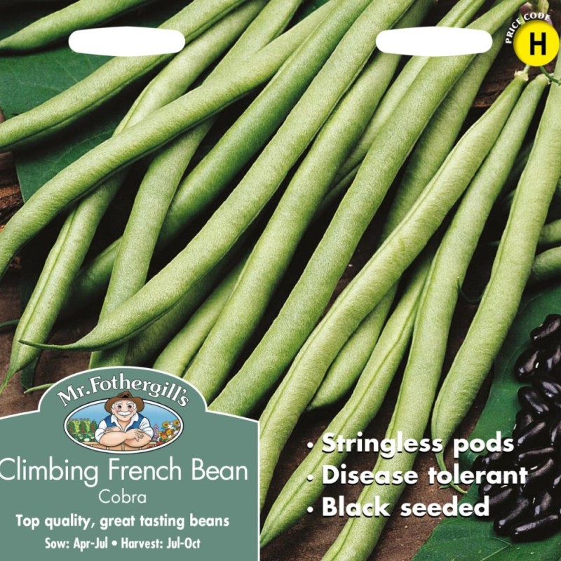 CLIMBING FRENCH BEAN Cobra