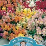 ANTIRRHINUM Tom Thumb Mixed