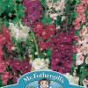 VERBASCUM phoeniceum Mixed