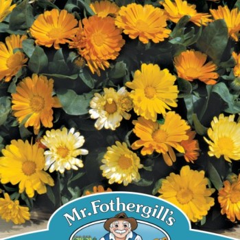 CALENDULA Daisy Mixed