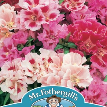 GODETIA Azalea Flowered Mixed