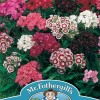 SWEET WILLIAM Single Mixed
