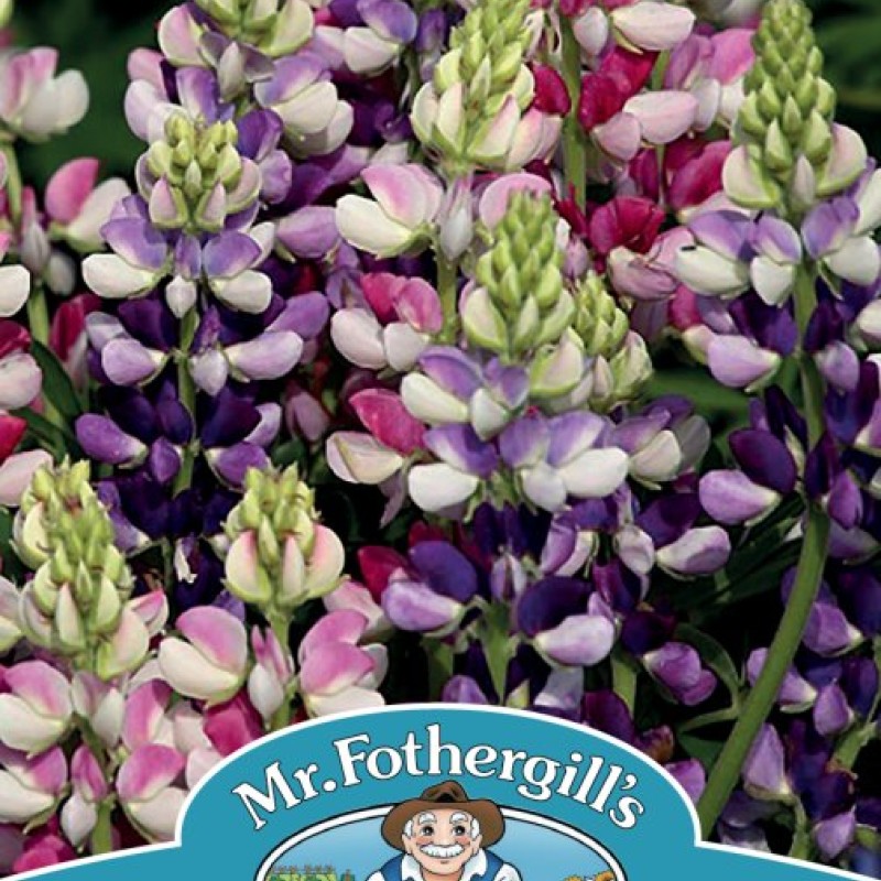 LUPIN Avalune Bicolour Mix