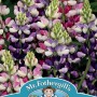 LUPIN Avalune Bicolour Mix
