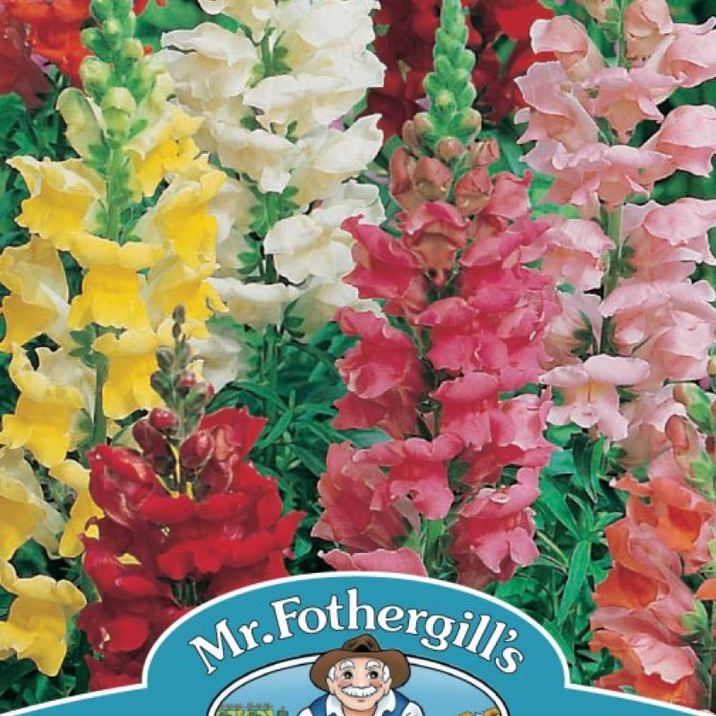 ANTIRRHINUM Rust Resistant Mixed