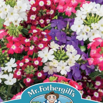 VERBENA Compact Mixed