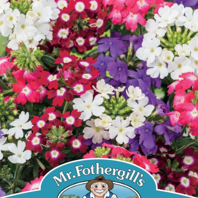 VERBENA Compact Mixed