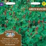 GREEN MANURE Crimson Clover