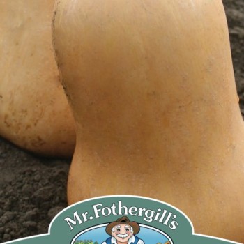 SQUASH (Butternut) Sweetmax F1