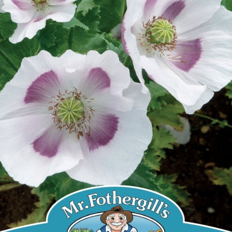 POPPY Maanzaad (bread seed)